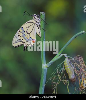 Farfalla di coda di rondine (Papilio machaon). Farfalle fresche di pupa su una pianta su cui si è verificato lo sviluppo (aneto) nel giardino. Foto Stock
