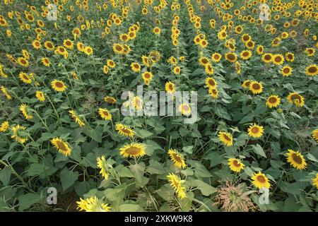 Aerea, Una giornata di sole in estate, un campo di girasoli in fiore contrasta con il cielo blu. I fiori alti aggiungono bellezza alla tranquilla campagna. Perfec Foto Stock