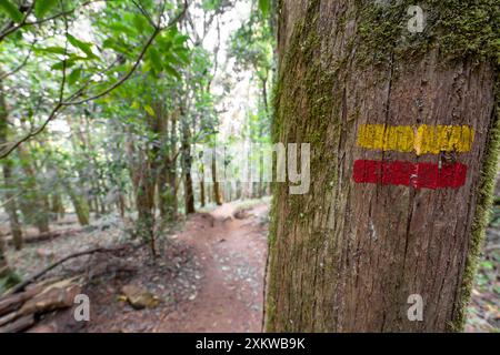 Segnaletica pedonale per il sentiero a destra con due linee orizzontali rosse e gialle dipinte sugli alberi. Foresta del silenzio a Sintra. Foto Stock