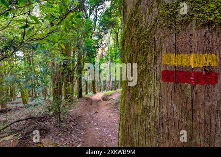 Segnaletica pedonale per il sentiero a destra con due linee orizzontali rosse e gialle dipinte sugli alberi. Foresta del silenzio a Sintra. Foto Stock