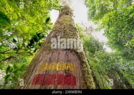 Segnaletica pedonale per il sentiero a destra con due linee orizzontali rosse e gialle dipinte sugli alberi. Foresta del silenzio a Sintra. Foto Stock