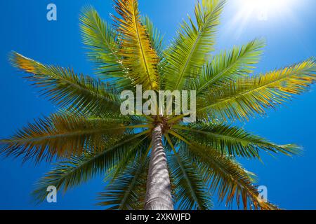 Struttura a foglia verde tropicale. Palme da cocco. Sfondo texture foglia di cocco. Palma tropicale. Sfondo naturale. Foglie di palma tropicale. Palme da cocco Foto Stock