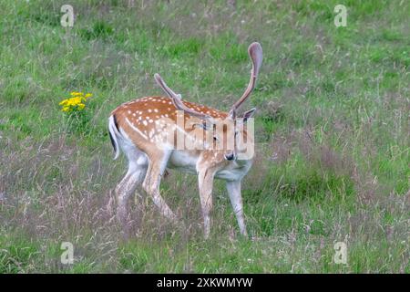 Fallow Deer (Dama dama), Huntly, Aberdeenshire Foto Stock