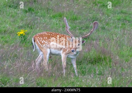 Fallow Deer (Dama dama), Huntly, Aberdeenshire Foto Stock