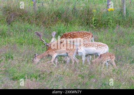 Fallow Deer (Dama dama), Huntly, Aberdeenshire Foto Stock