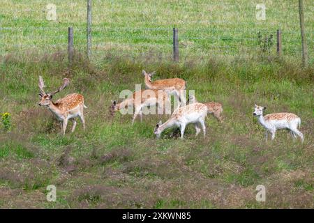 Fallow Deer (Dama dama), Huntly, Aberdeenshire Foto Stock