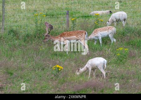 Fallow Deer (Dama dama), Huntly, Aberdeenshire Foto Stock