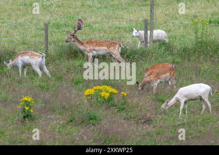 Fallow Deer (Dama dama), Huntly, Aberdeenshire Foto Stock