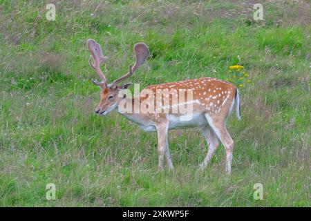 Fallow Deer (Dama dama), Huntly, Aberdeenshire Foto Stock