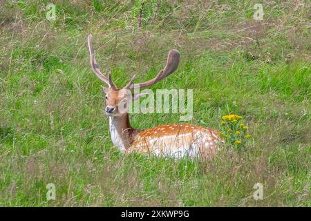 Fallow Deer (Dama dama), Huntly, Aberdeenshire Foto Stock