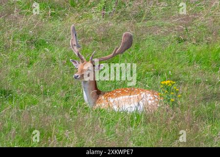 Fallow Deer (Dama dama), Huntly, Aberdeenshire Foto Stock