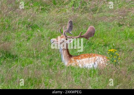 Fallow Deer (Dama dama), Huntly, Aberdeenshire Foto Stock