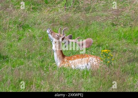 Fallow Deer (Dama dama), Huntly, Aberdeenshire Foto Stock
