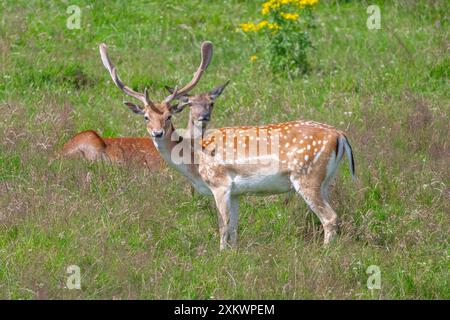 Fallow Deer (Dama dama), Huntly, Aberdeenshire Foto Stock