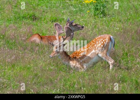 Fallow Deer (Dama dama), Huntly, Aberdeenshire Foto Stock