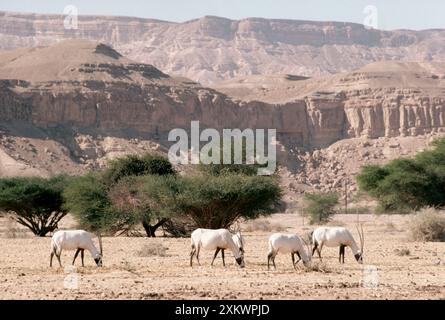 Oryx arabo Foto Stock