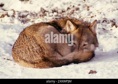 Wolf - ricciolato sulla neve Foto Stock
