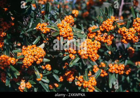 Pyracantha coccinea Foto Stock