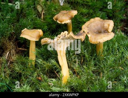 Funghi - commestibili Foto Stock