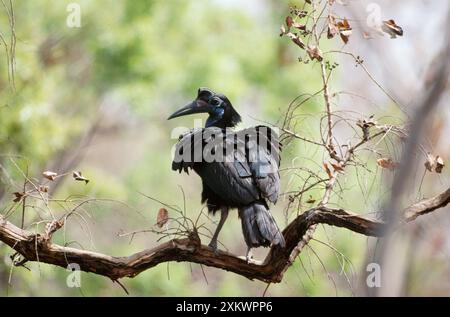 Abyssinian / Northern GROUND HORNBILL - in albero, femmina Foto Stock