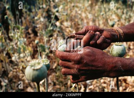 PAPAVERO dell'oppio - baccello da taglio per contadini Meo con speciale Foto Stock