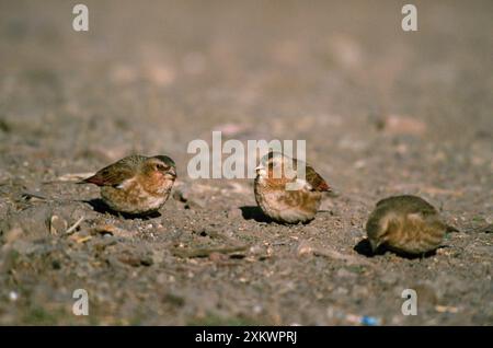 Finch con ali di Crimson Foto Stock