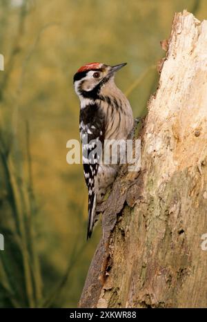 PICCHIO con macchie minori/barrato Foto Stock