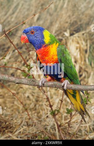 Arcobaleno / SwainsonÕs LORIKEET / guanciato blu / Foto Stock