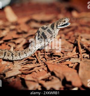 Serpente comune / rombo che mangia uova - mostrando uova Foto Stock