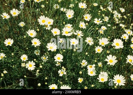 Fiori di pirethrum - una fonte naturale di insetticida Foto Stock