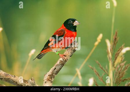 SISKIN rosso con cappuccio nero - maschio Foto Stock