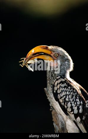 HORNBILL con BECCO giallo - con preda di insetti in becco Foto Stock