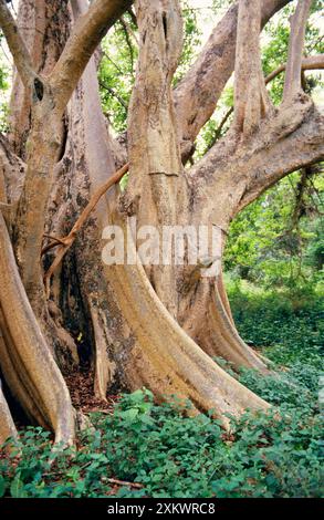 Sycamore Fig - Butteresses Foto Stock