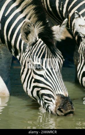 Burchell's / Common / Plains ZEBRA - primo piano, bere Foto Stock