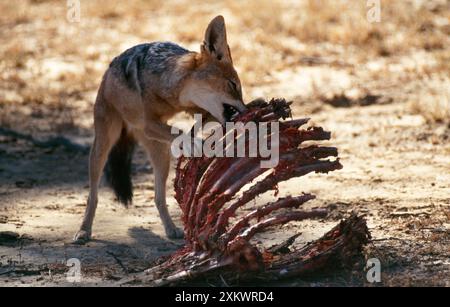 Black-backed JACKAL - scavenging alle ossa Foto Stock