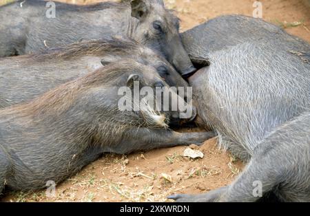 Warthog - suzione adulta e giovane Foto Stock