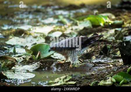African Baza / Cuckoo Hawk / Cuckoo Falcon Foto Stock