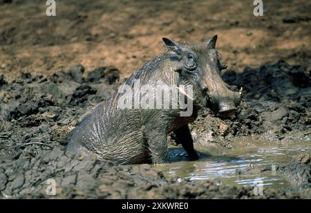 Warthog - maschio - nel fango Foto Stock