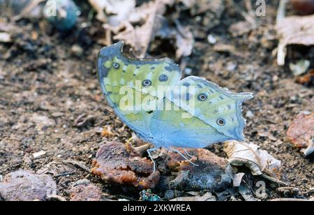 Madre comune di Pearl Butterfly Foto Stock