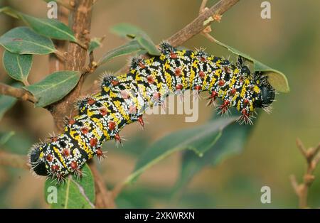 Imperatore Mopane Moth - alimentazione del bruco. Foto Stock