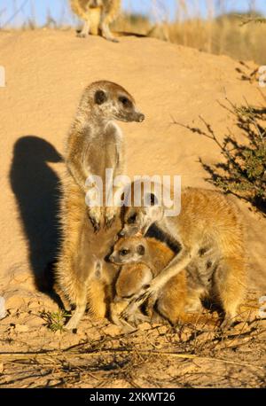 Suricate / Meerkat - adulti, giovani Foto Stock