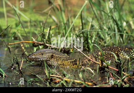 Monitor del Nilo Lizard Foto Stock