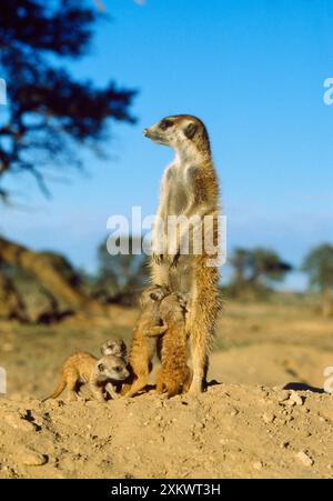 Suricate / Meerkat - Nursemaid con giovani Foto Stock