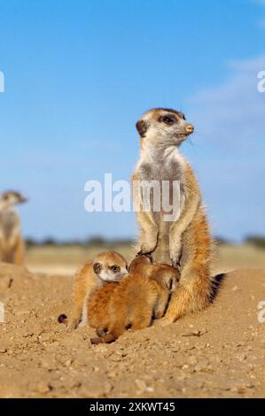 Suricate / Meerkat - lattazione giovane Foto Stock