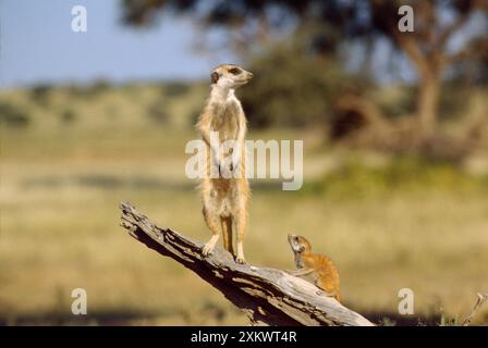 Suricate / Meerkat - guardia in guardia Foto Stock