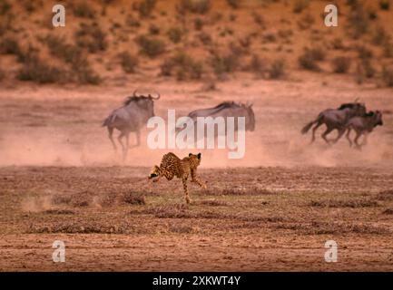 CHEETAH - inseguire GNU / GNU Foto Stock