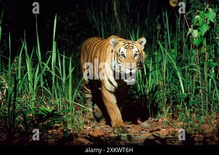 Bengala / Tigre indiana - in natura, di notte Foto Stock