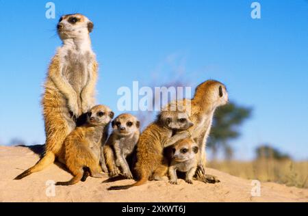 Suricate / Meerkat - adulti babysitter e giovani Foto Stock