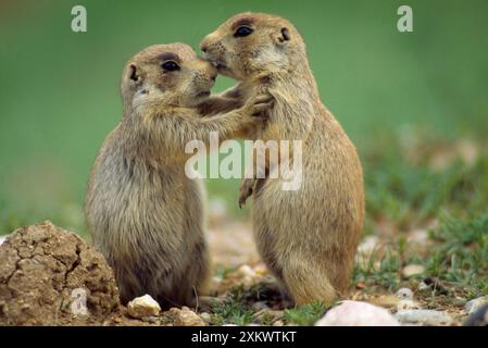 Prairie Dog dalla coda bianca - fermare il loro gioco Foto Stock