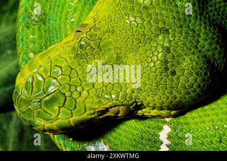 Emerald Tree Boa Foto Stock